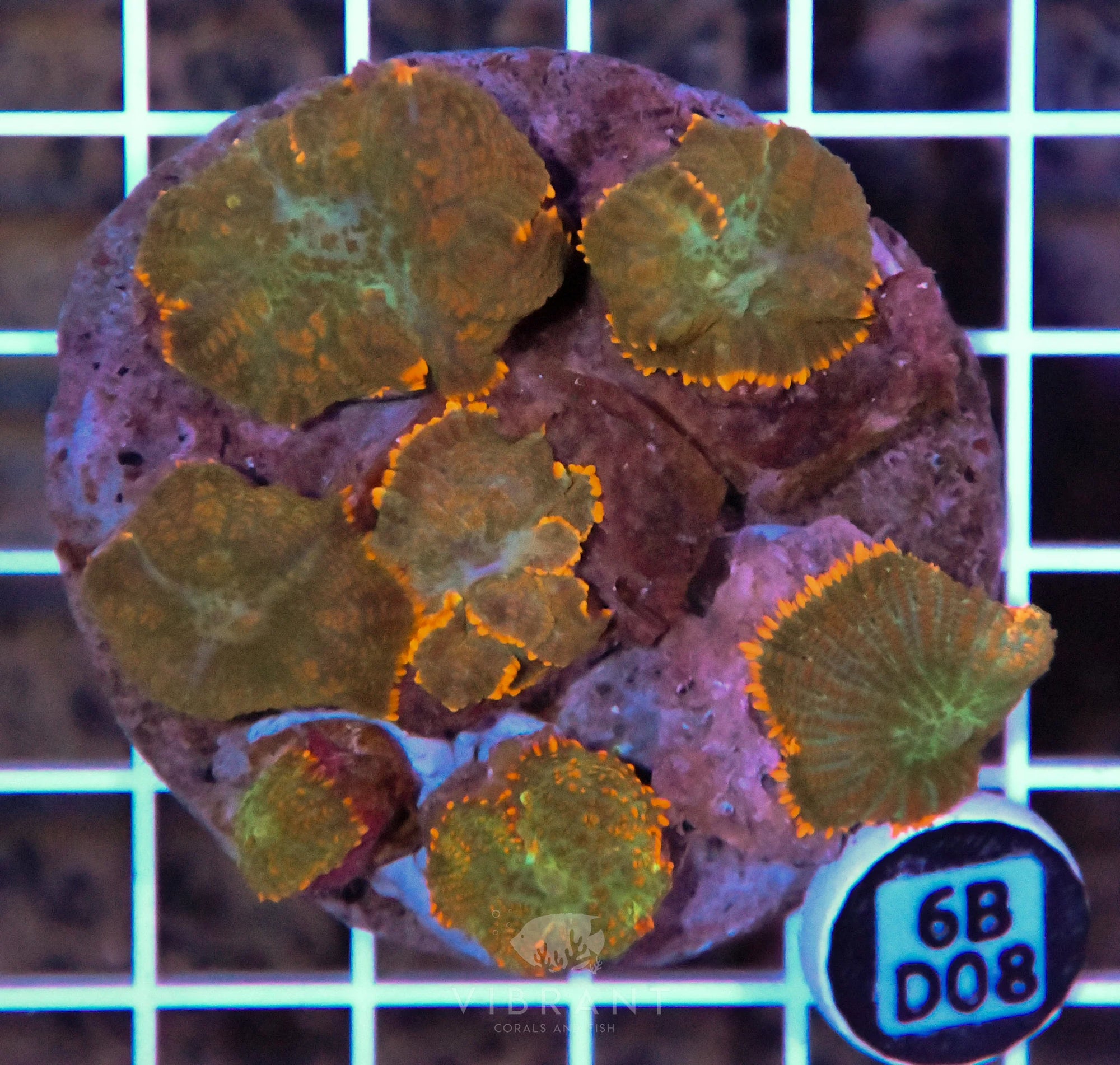 Mushroom INDO