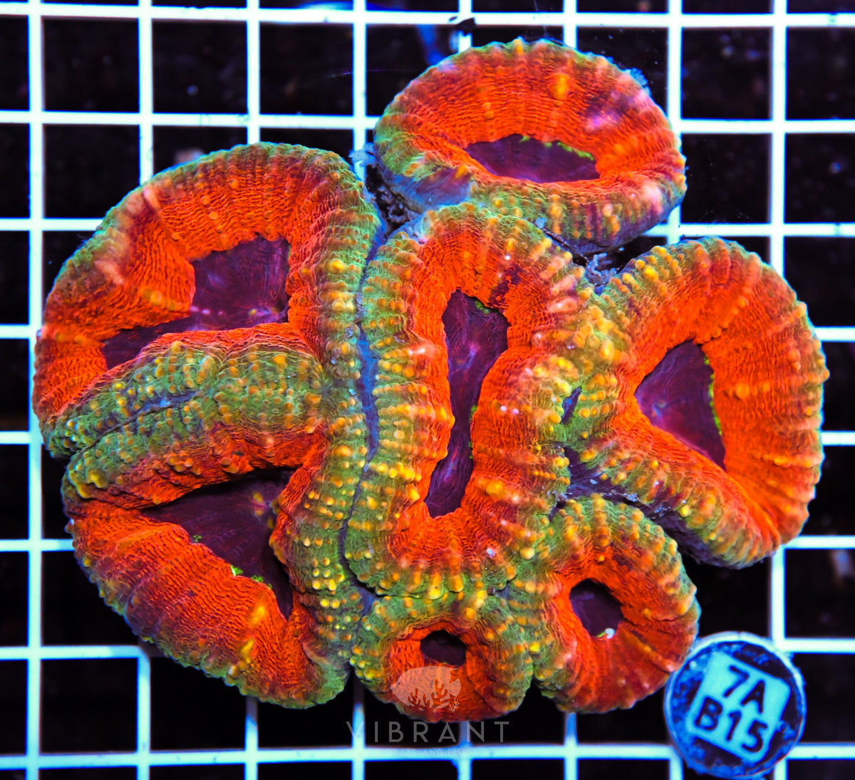 Lobophyllia AUS