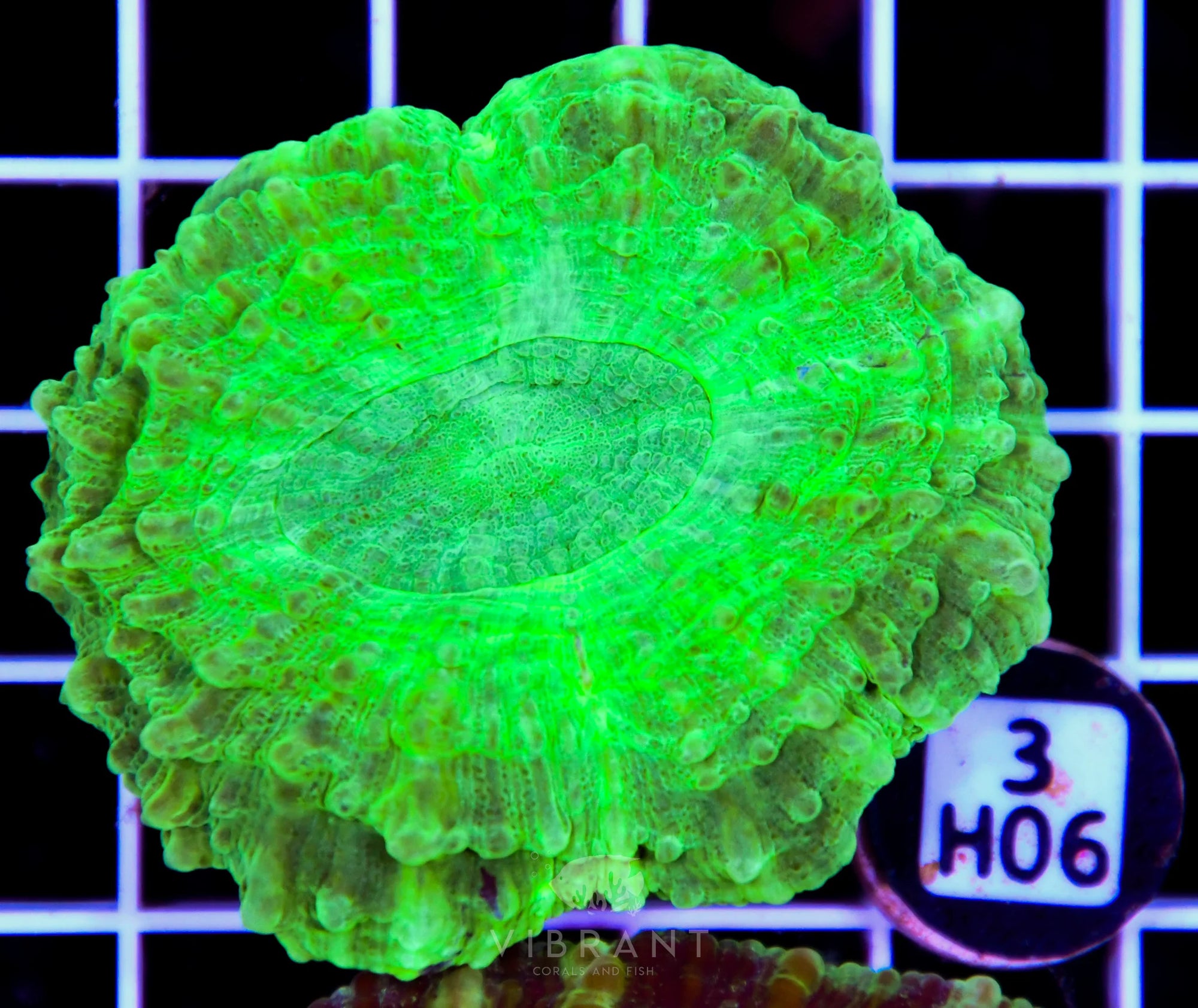 Acanthophyllia AUS