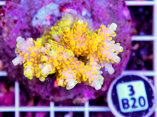 Acro INDO