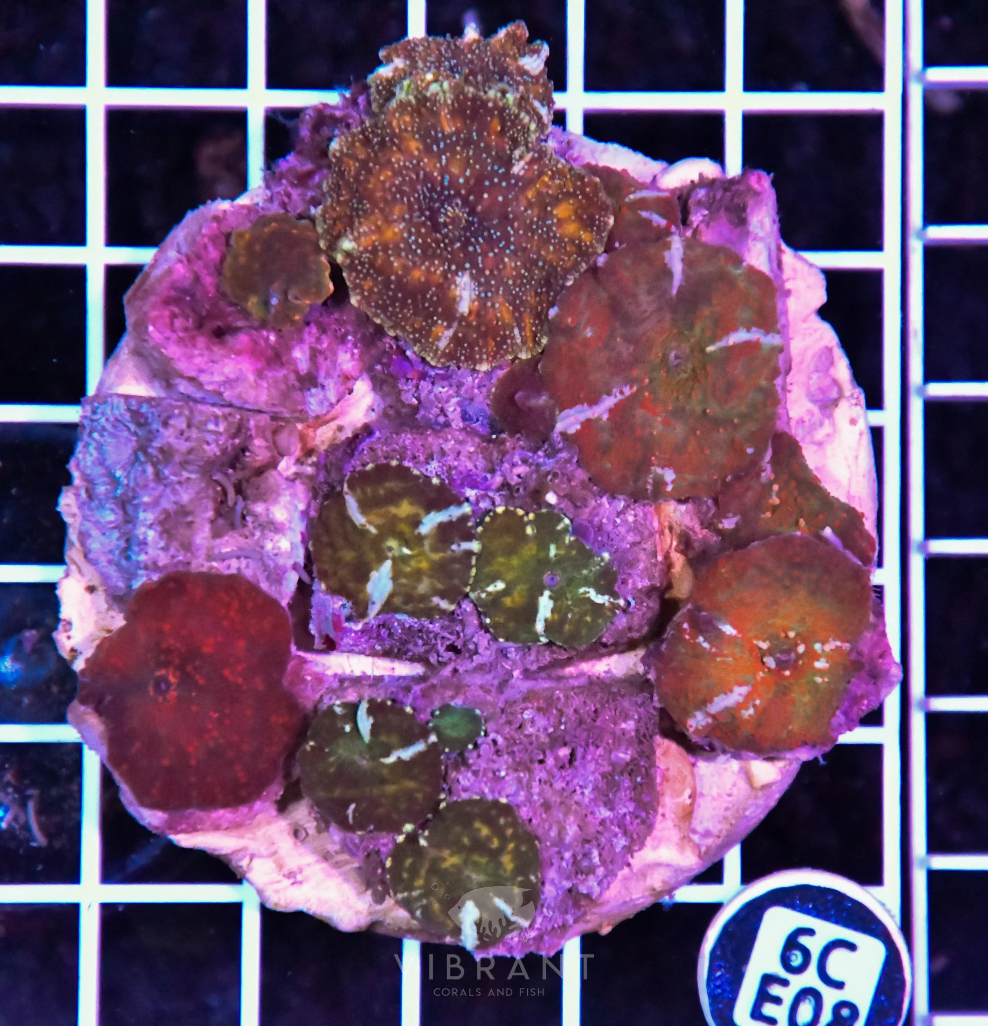 Mushroom INDO