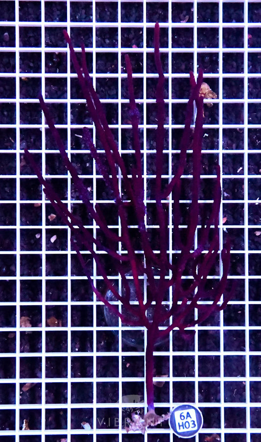 Sea Fan INDO W