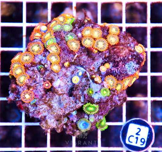 Zoa AUS