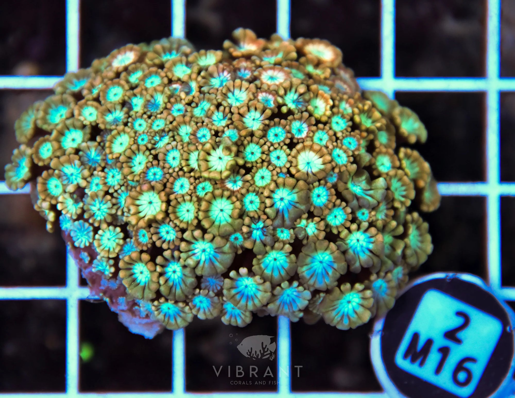 Alveopora AUS