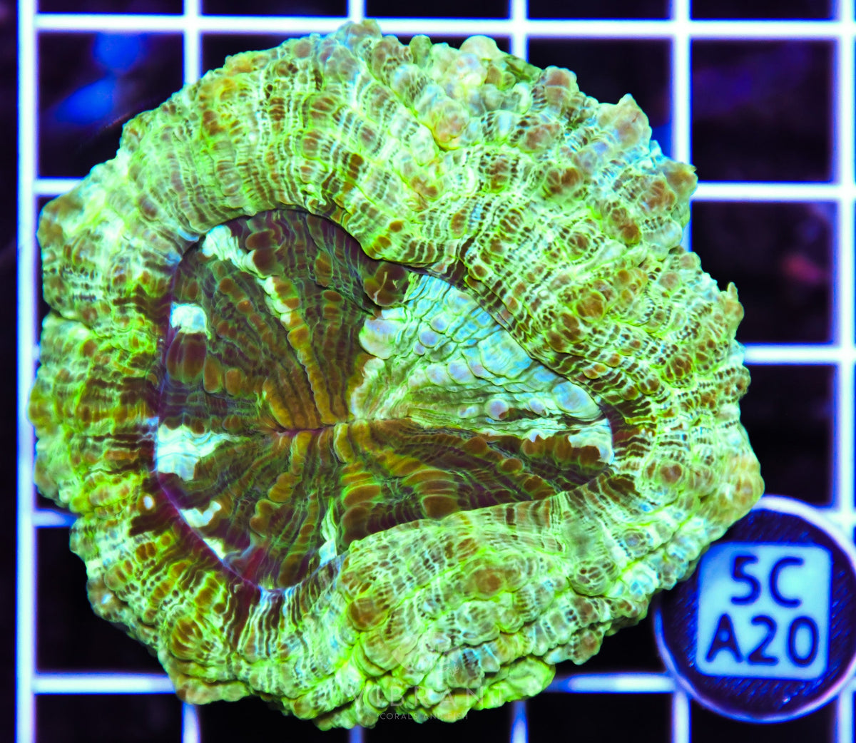 Acanthophyllia AUS