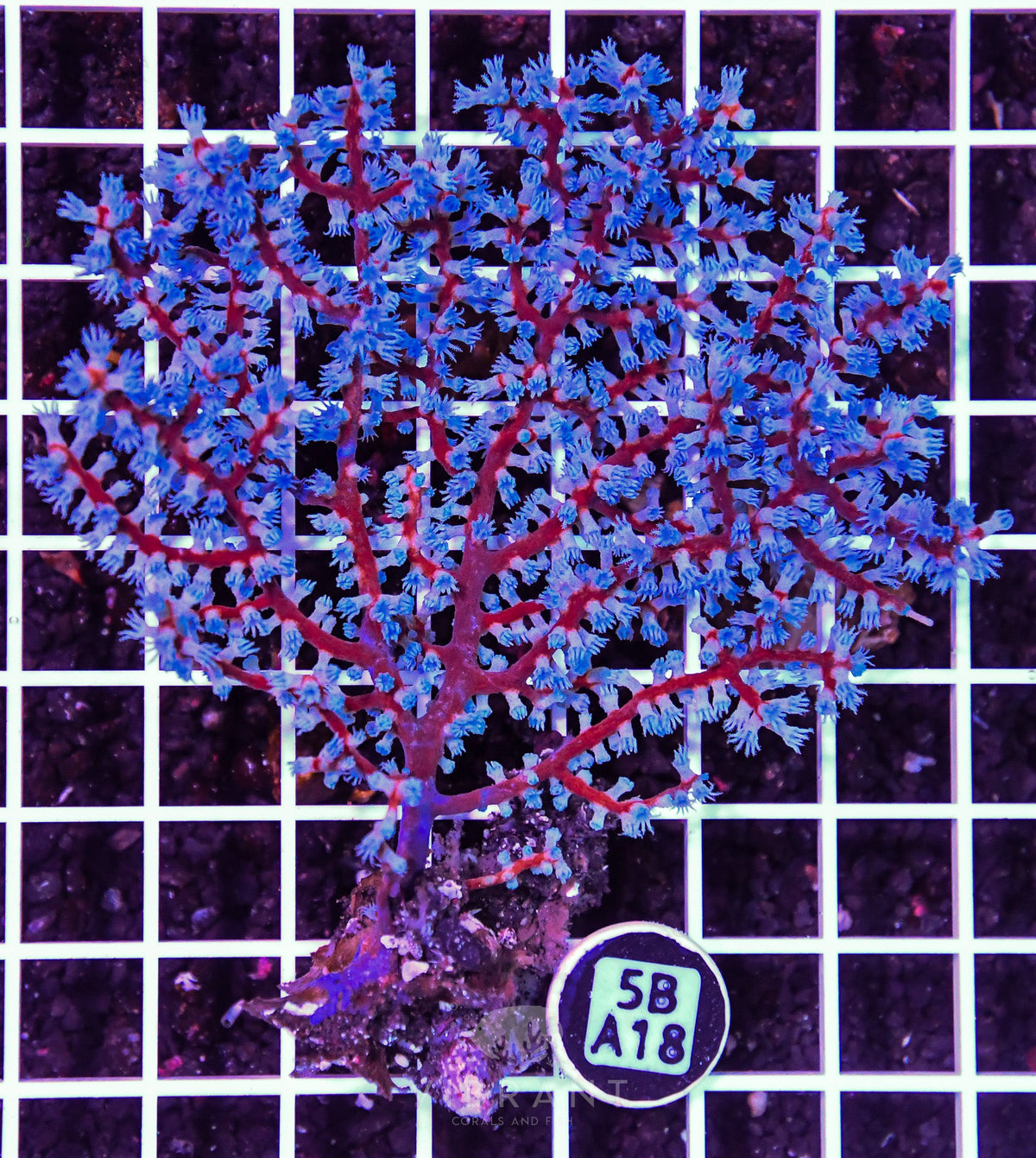 Gorgonian INDO