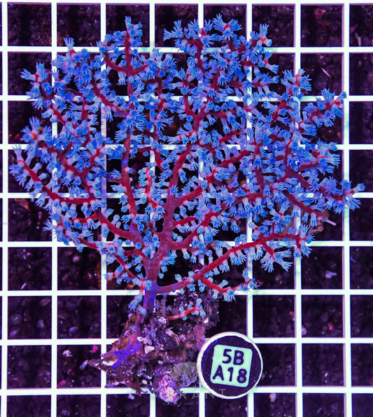 Gorgonian INDO