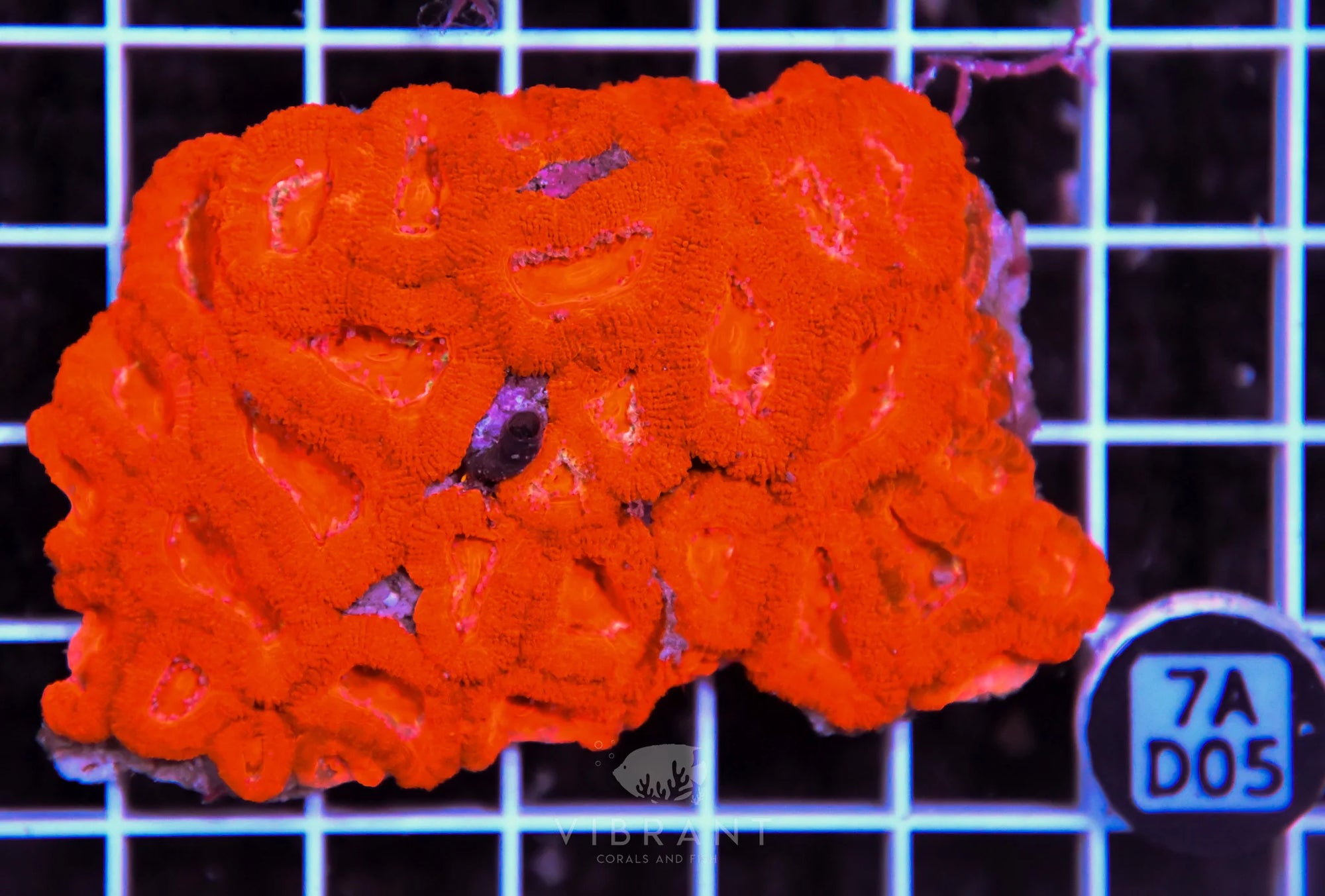 Acan Lord AUS