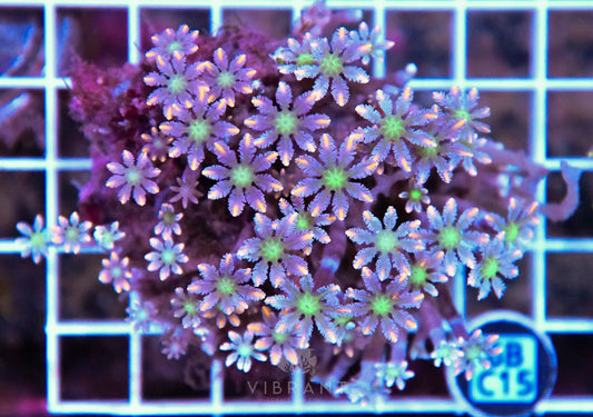 Clove Polyp INDO W