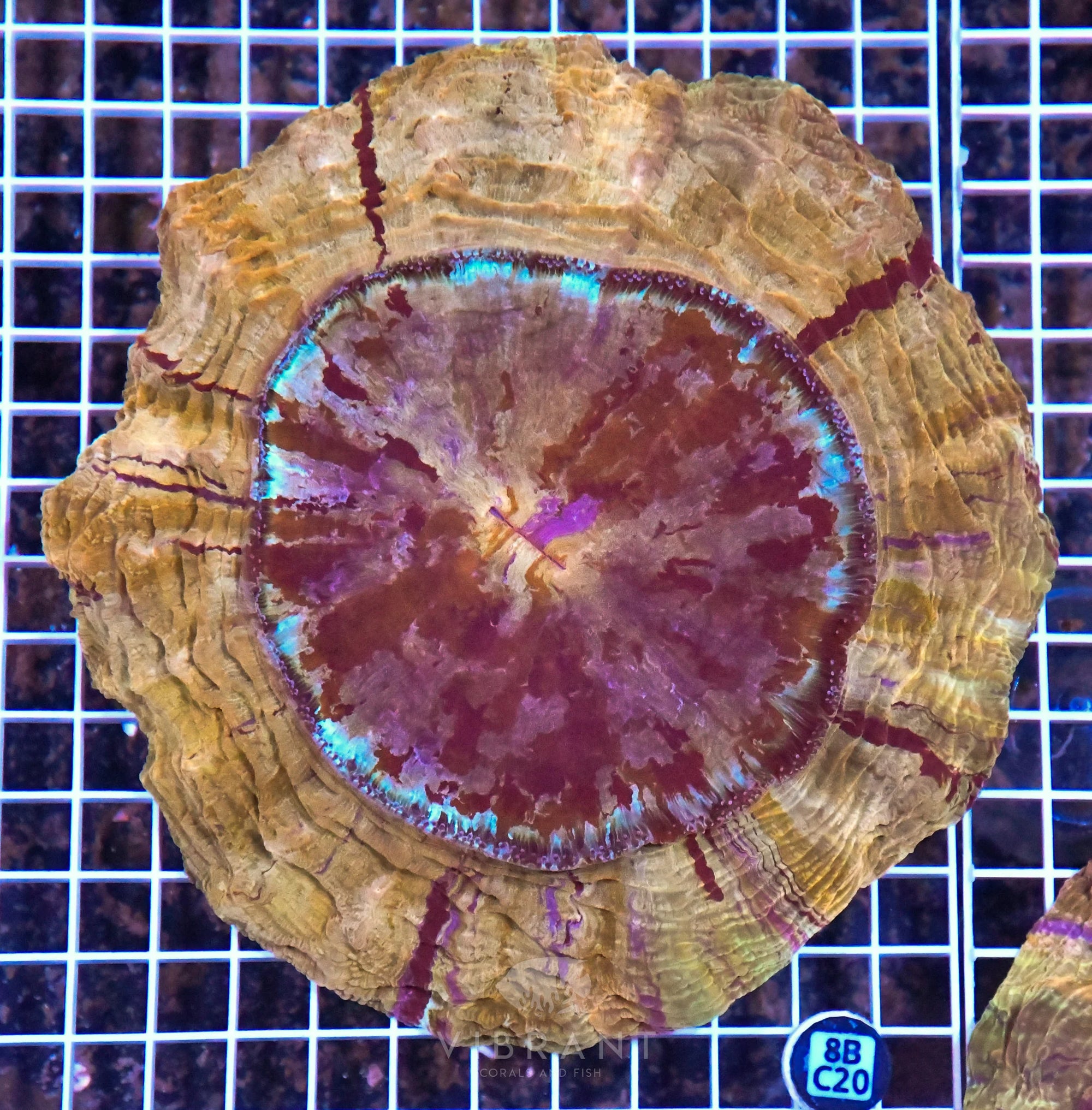 Acanthophyllia INDO W