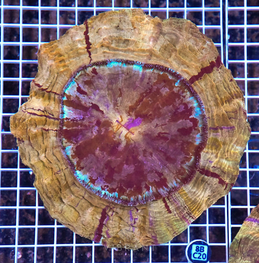 Acanthophyllia INDO W