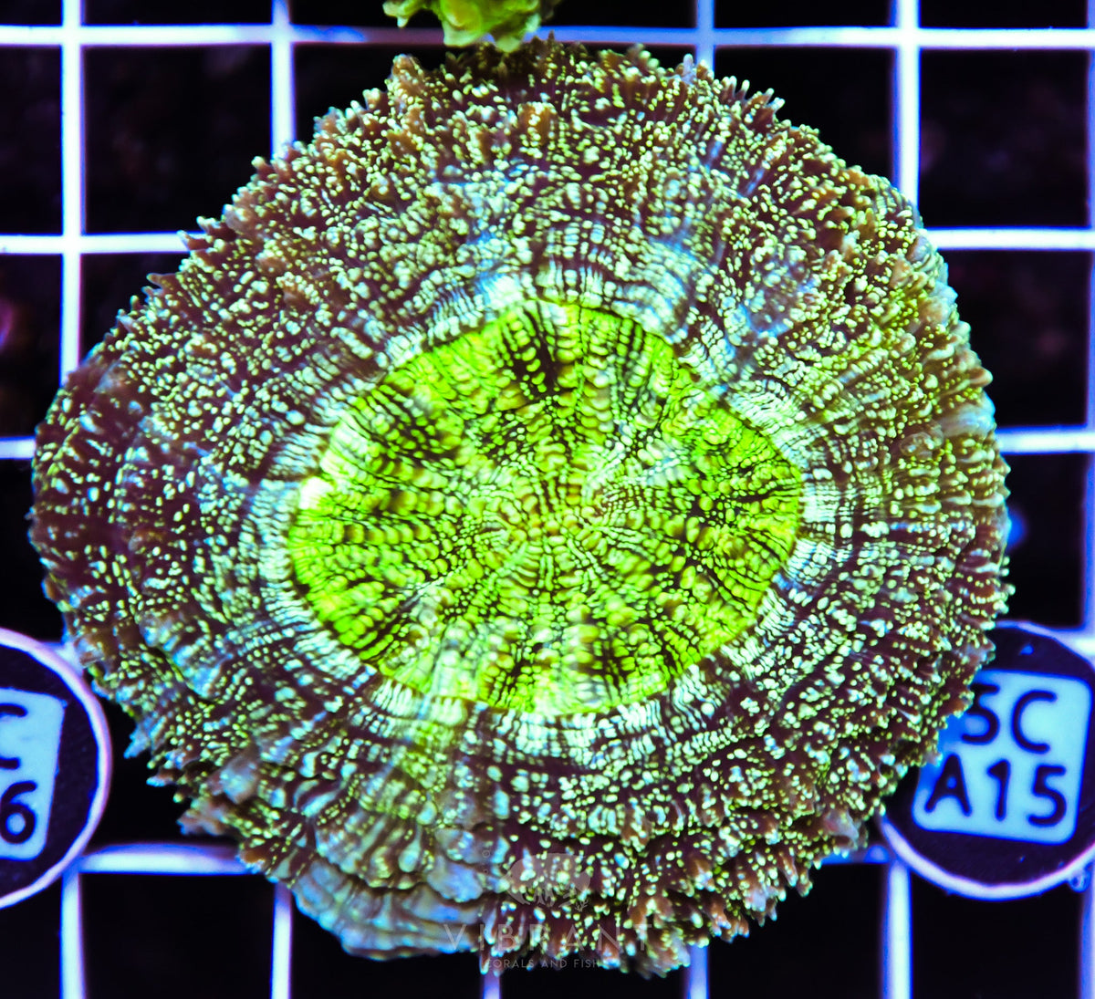Acanthophyllia AUS