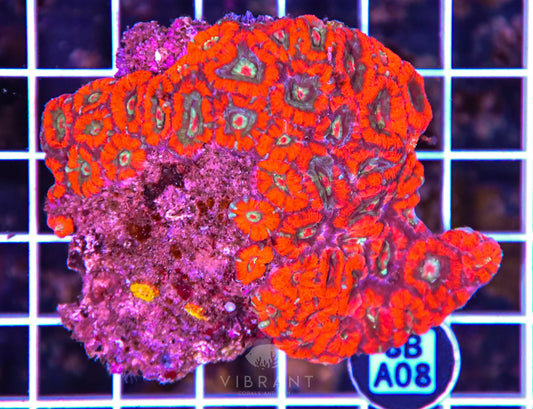 Micromussa WAUS