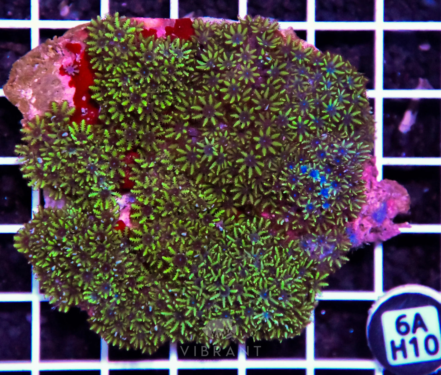 Blue Sympodium INDO W
