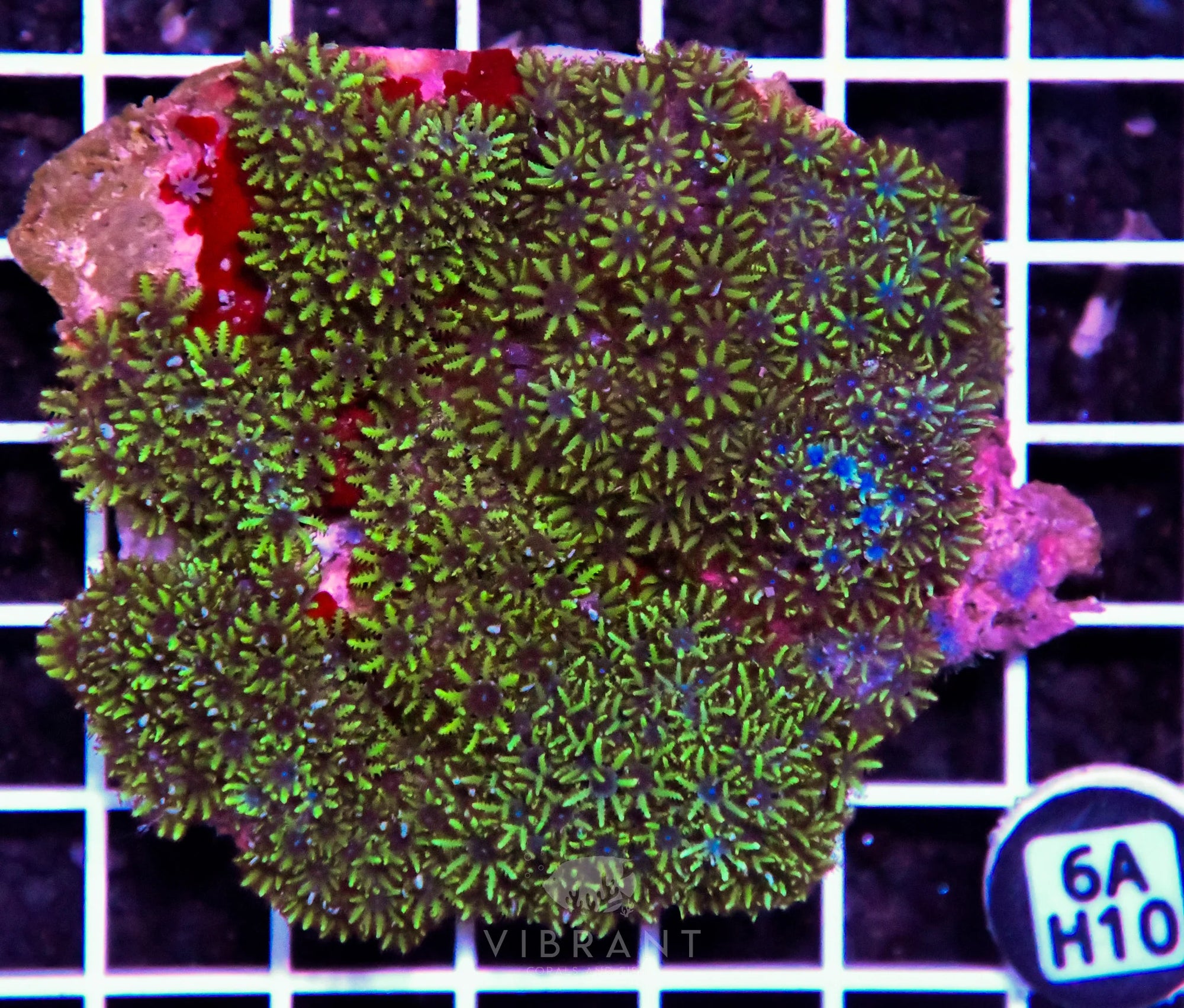 Blue Sympodium INDO W