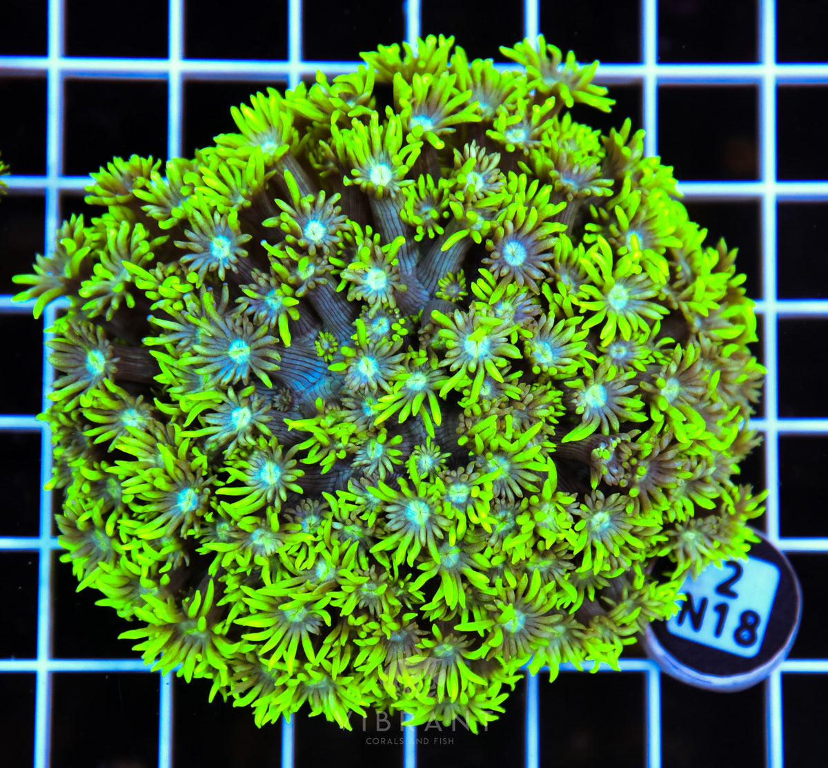 Goniopora AUS