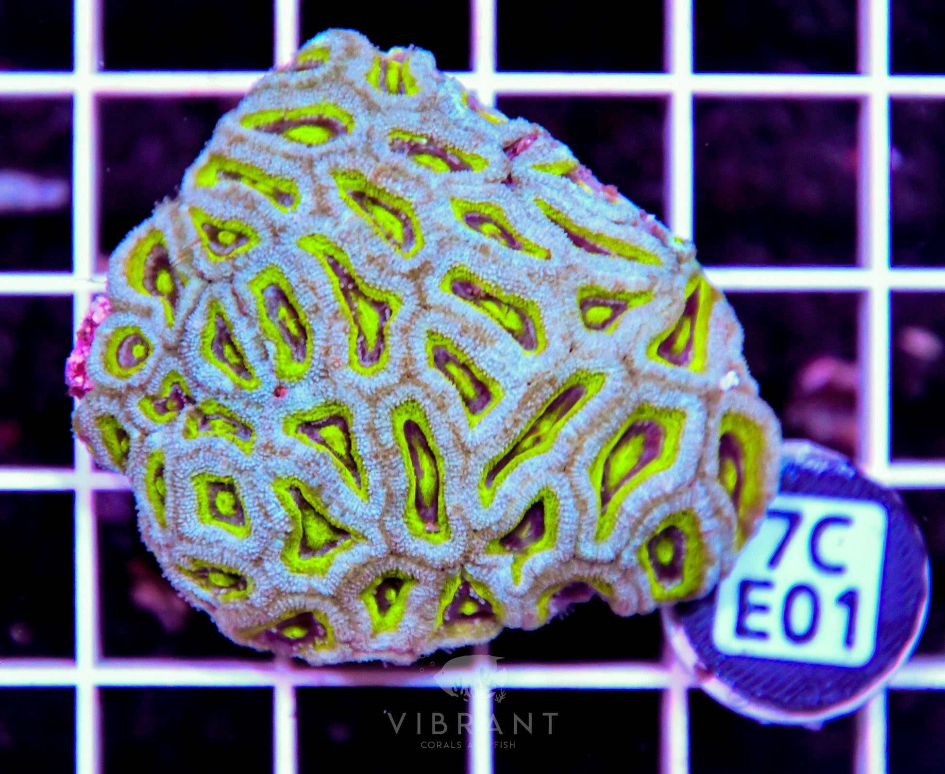 Micromussa INDO