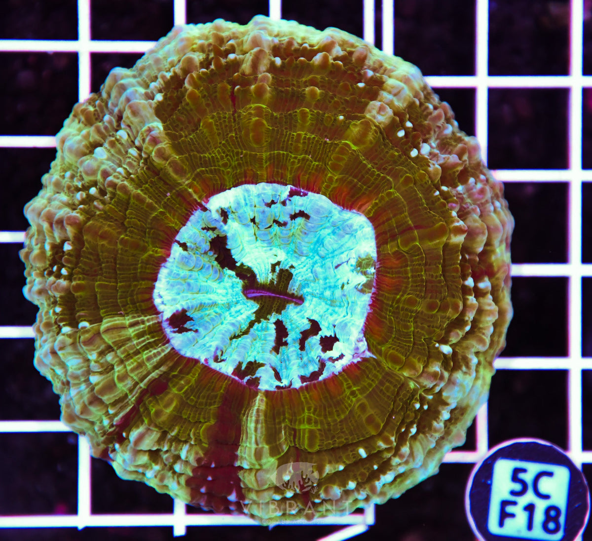 Acanthophyllia AUS