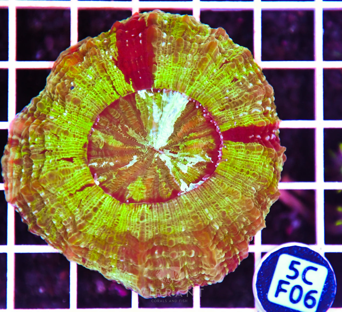 Acanthophyllia AUS