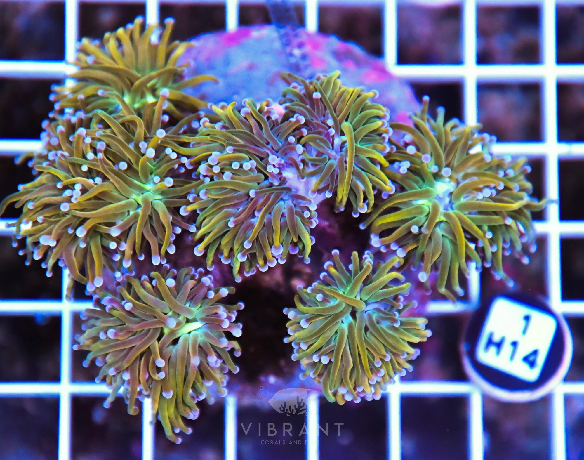 Torch INDO