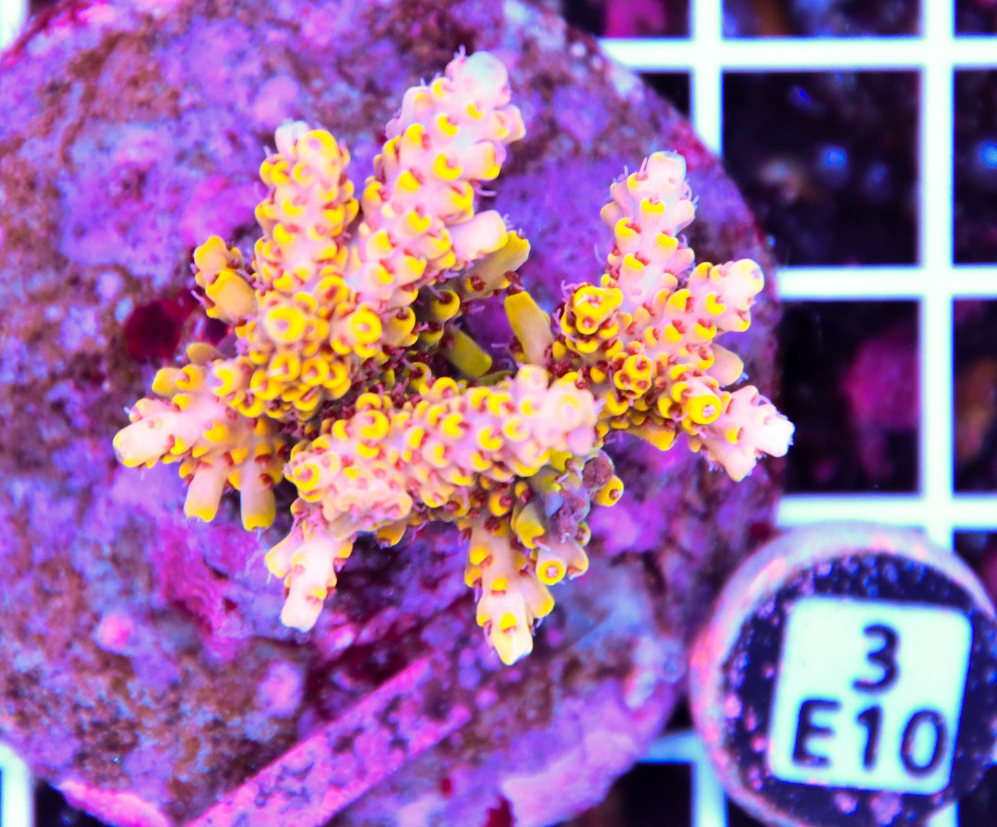 Acro INDO