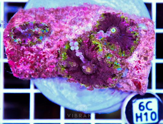 Mushroom INDO