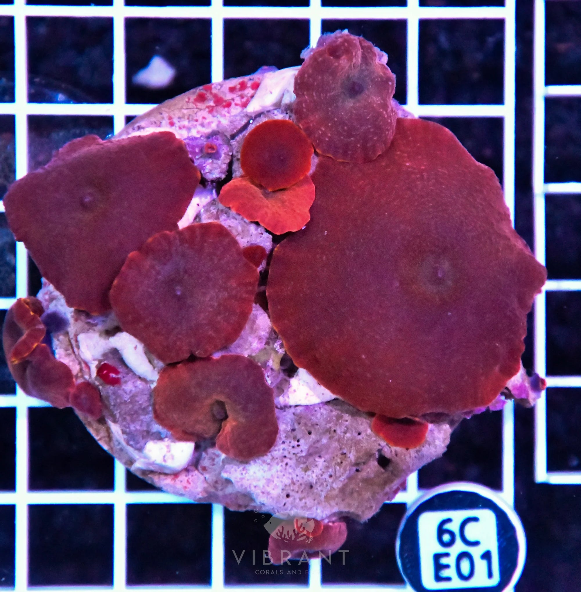 Mushroom INDO