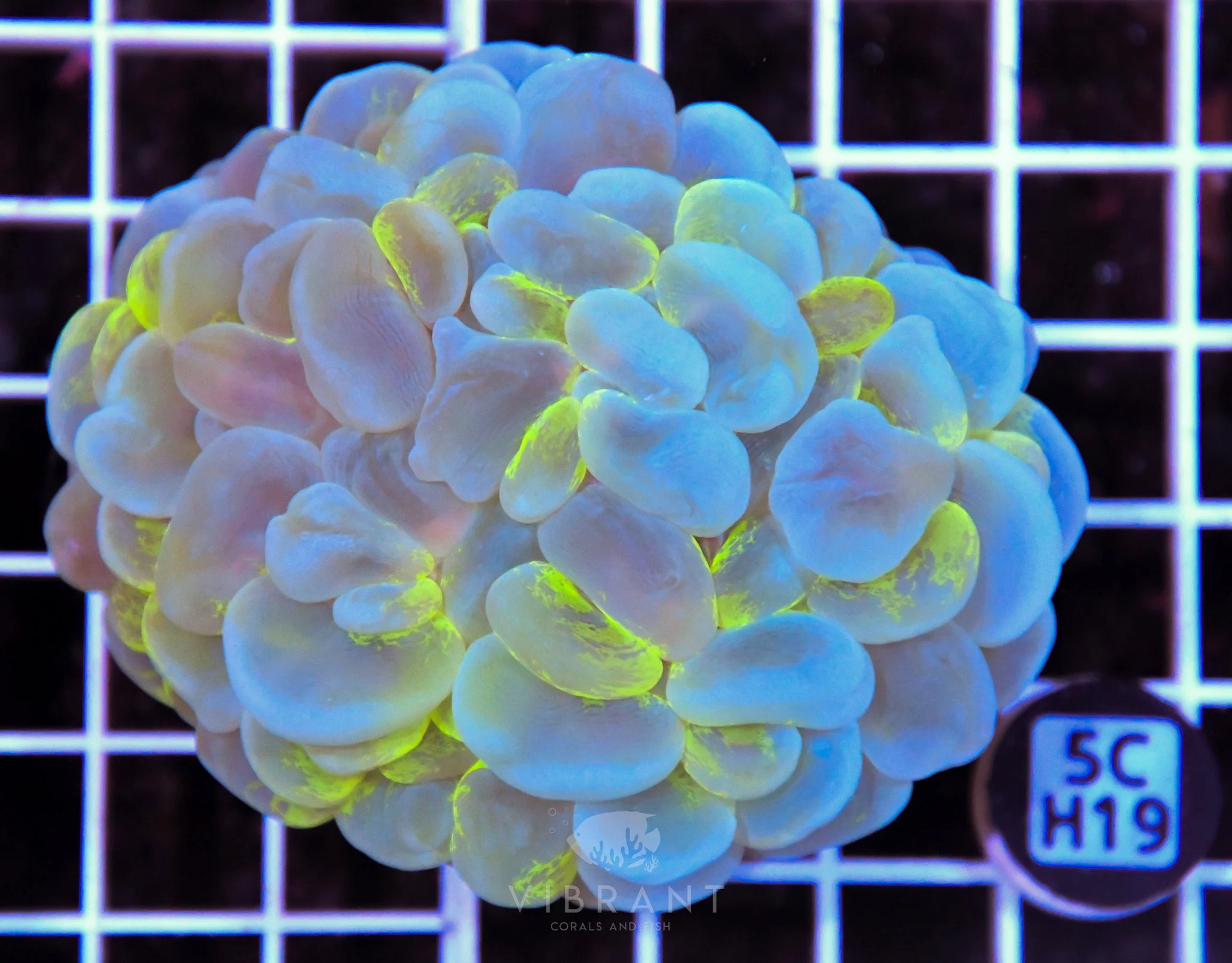 Bubble Coral AUS