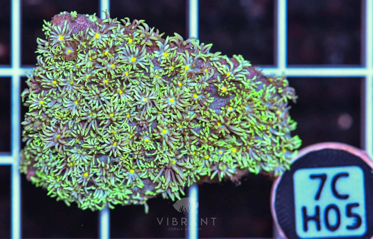 Frag Goniopora WAUS