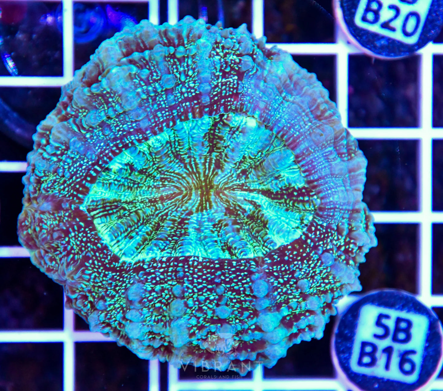 Acanthophyllia AUS