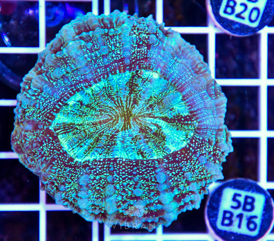 Acanthophyllia AUS