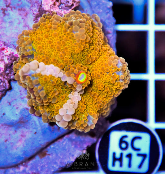 Mushroom INDO