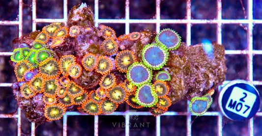 Zoa AUS