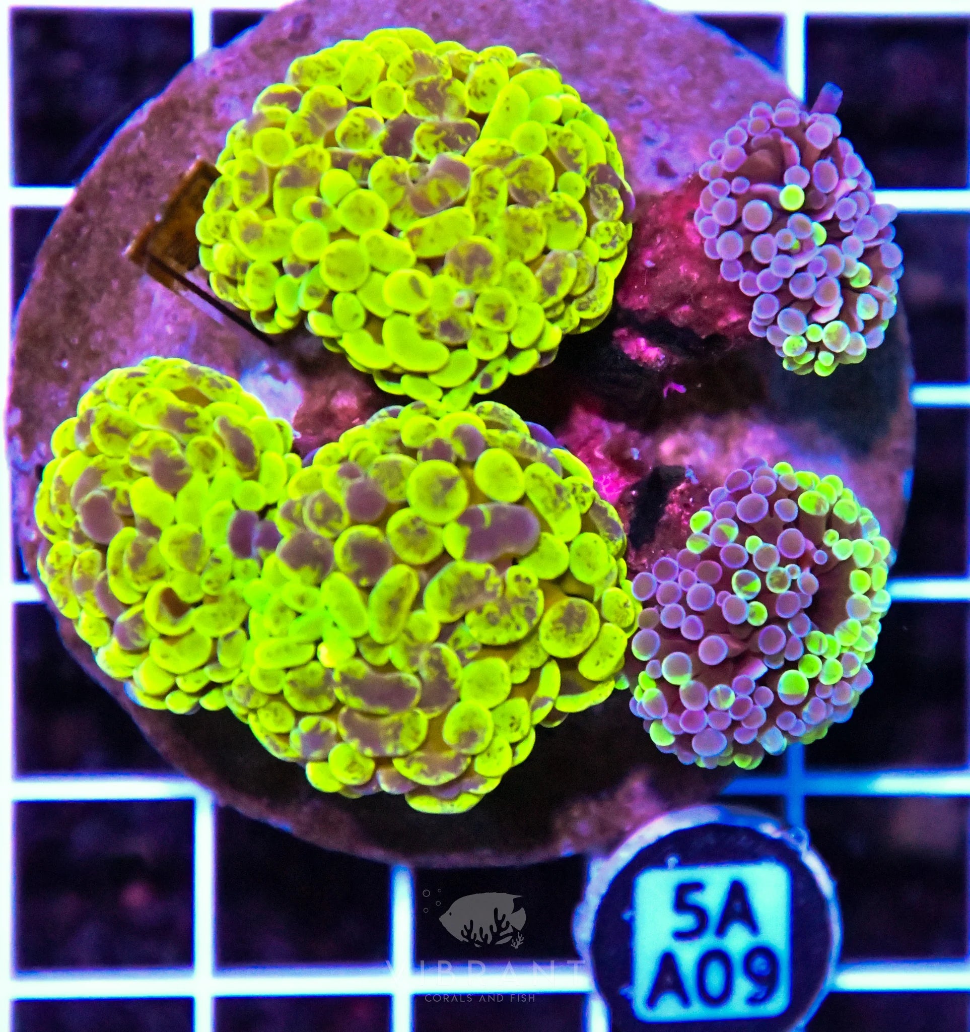 Hammer Branching INDO
