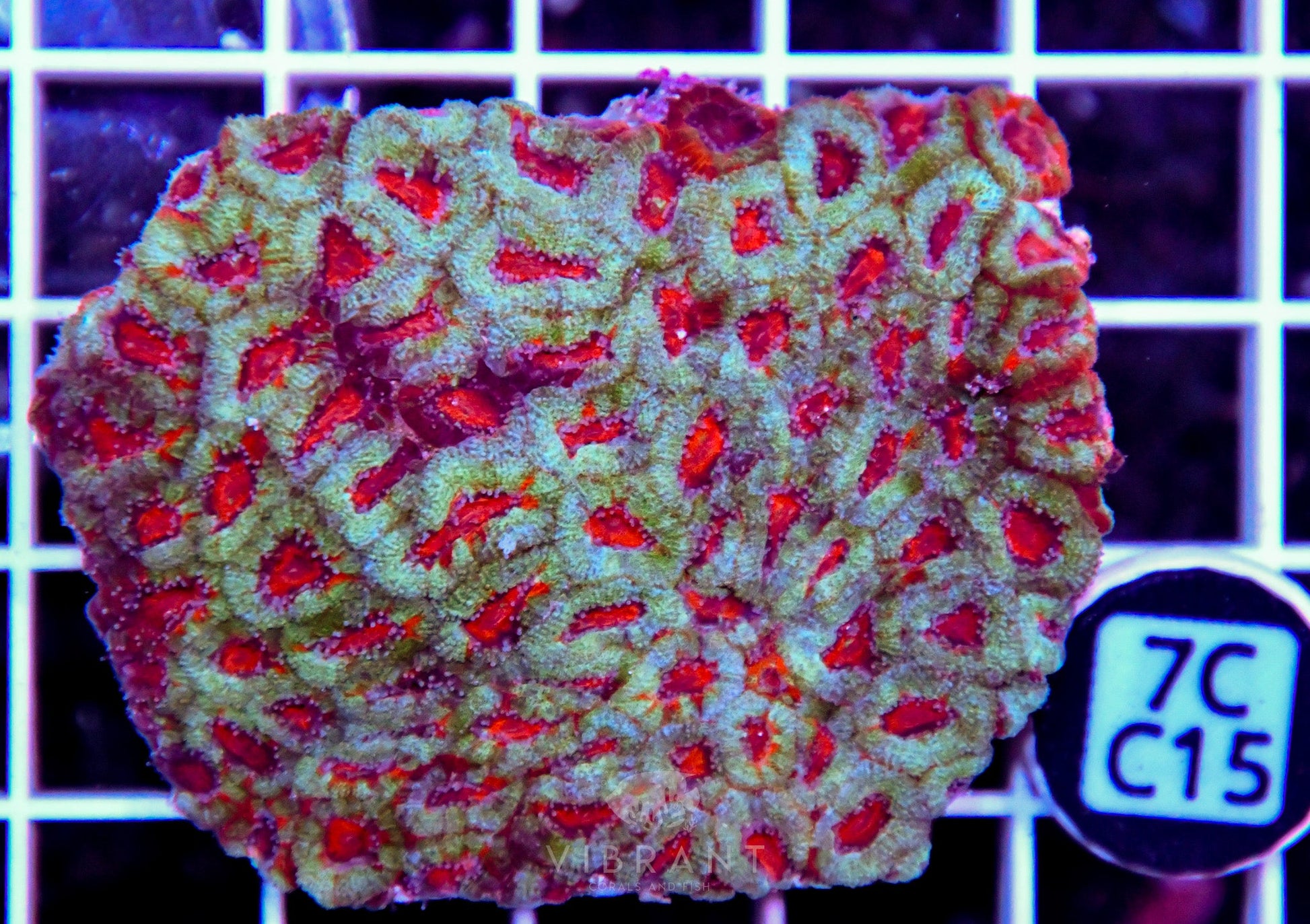 Micromussa INDO