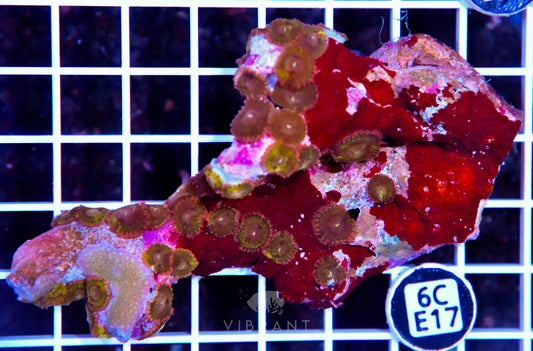 Zoa INDO W