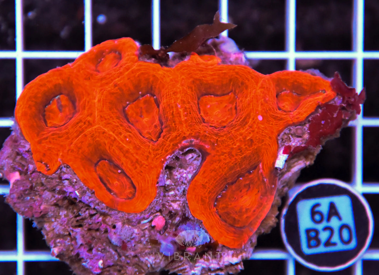 Acan Bower AUS