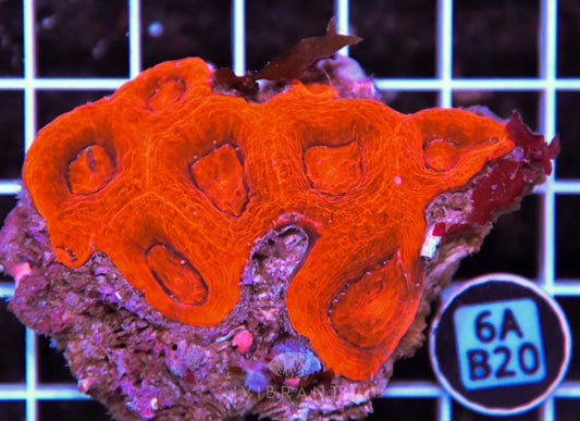 Acan Bower AUS