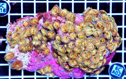 Zoa INDO W