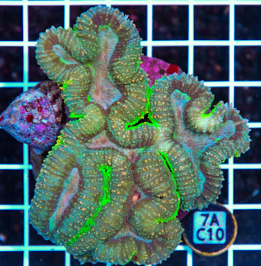 Symphyllia INDO