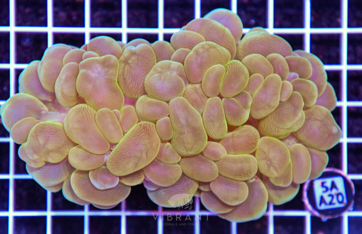 Bubble Coral AUS