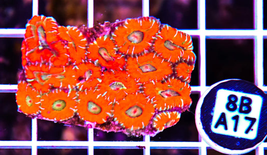 Micromussa WAUS