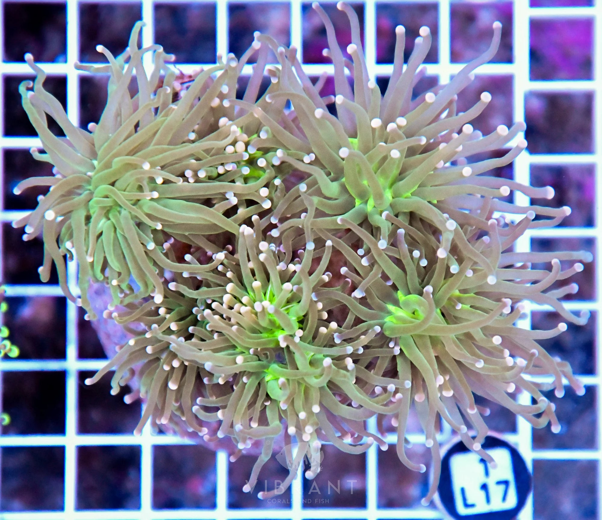 Torch INDO Colony
