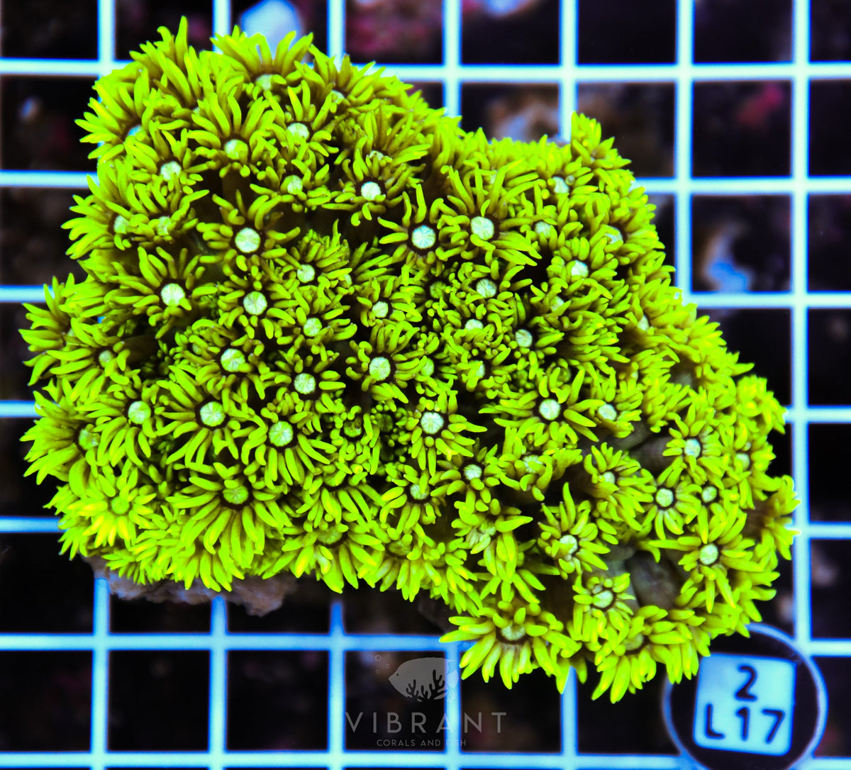 Goniopora AUS