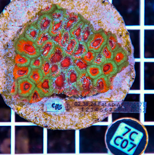 Micromussa INDO
