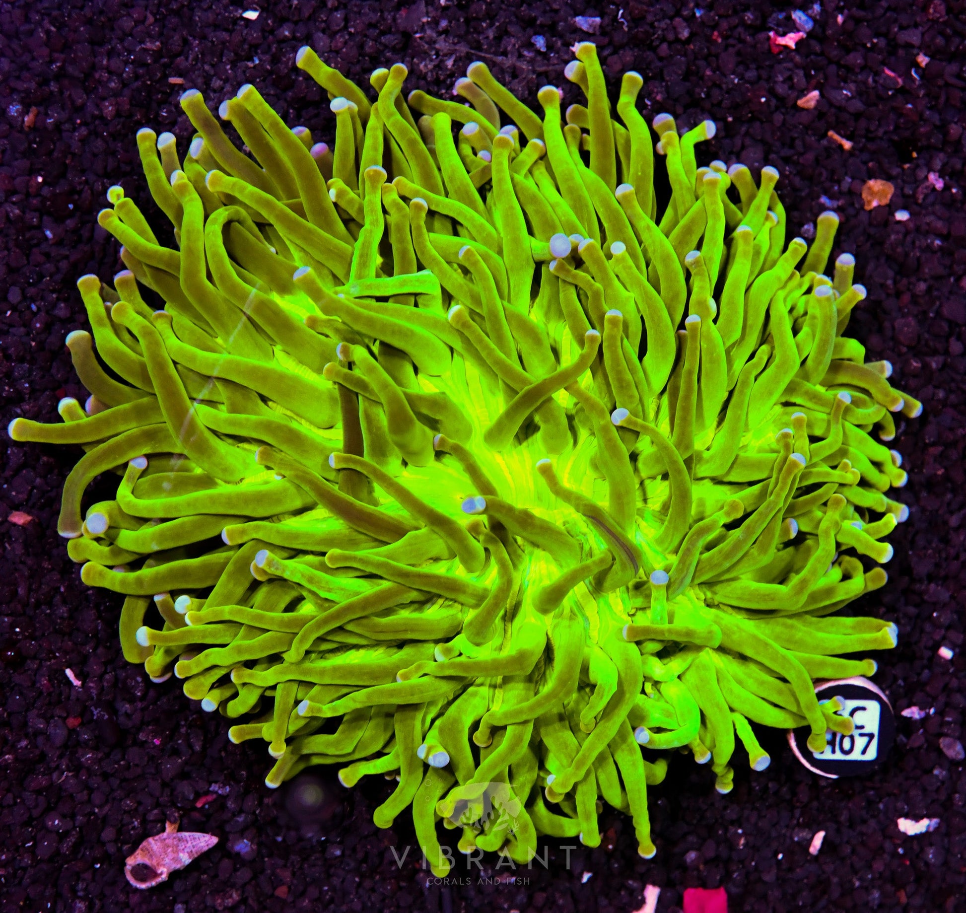 Heliofungia AUS
