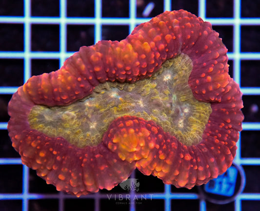 Symphyllia INDO W