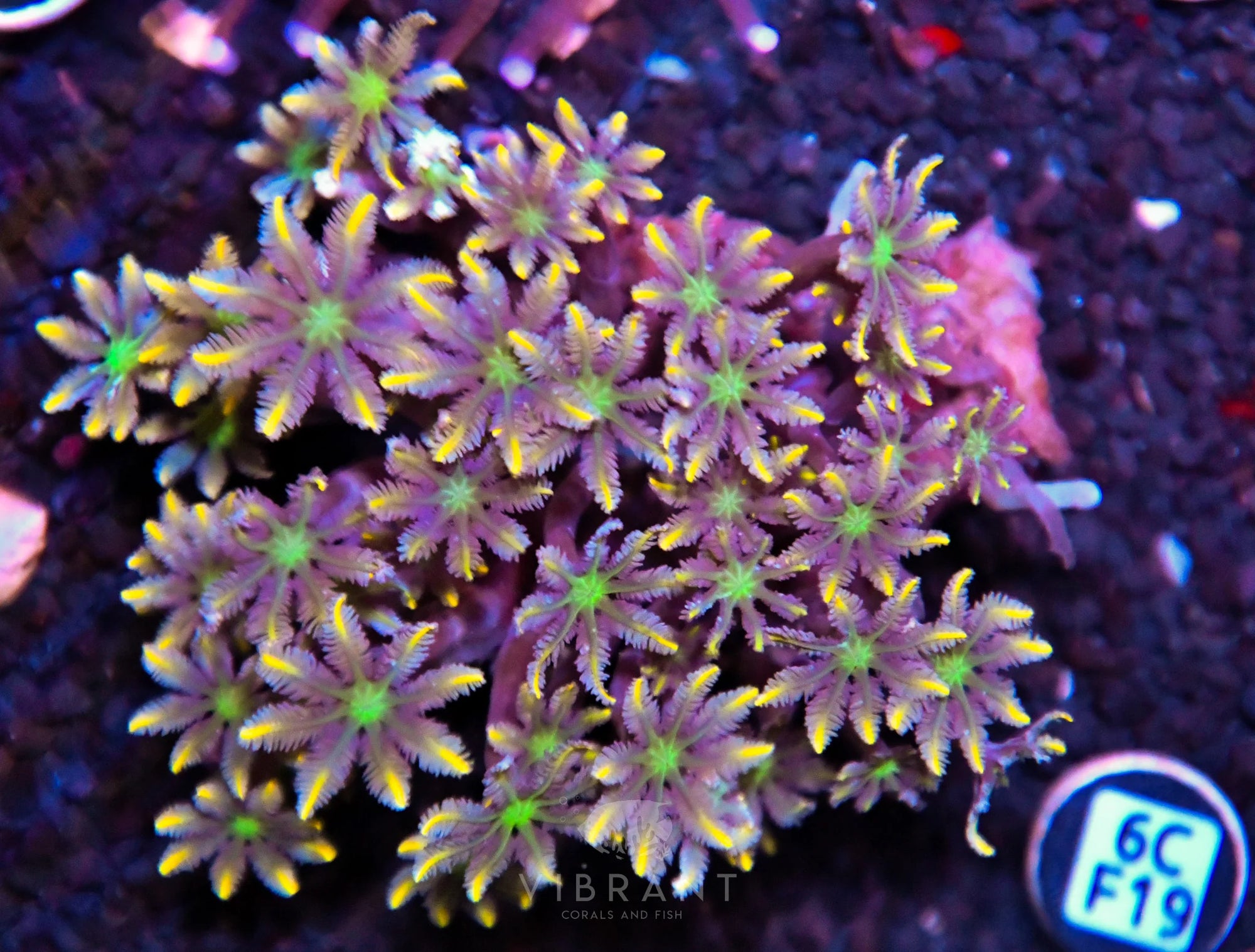 Clove Polyp INDO W