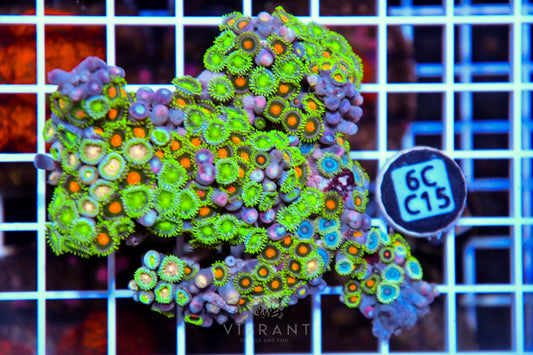 Zoa AUS