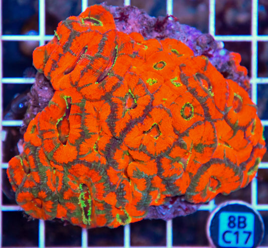 Micromussa WAUS